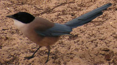 Blauelster