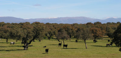 Dehesa-Landschaft