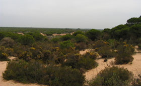 Dünen bei Matalascañas