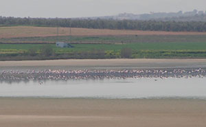 Flamingos