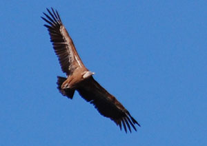 Gänsegeier