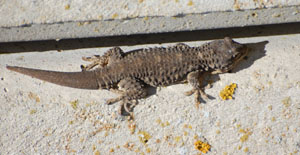 Mauergecko