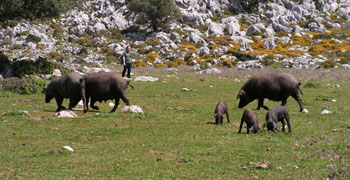 Schweine