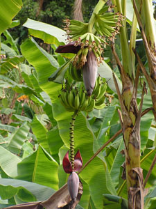 Bananenblüte