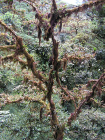Baum voller Flechten
