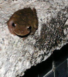 Frosch am Swimmingpool