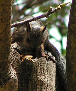 Hörnchen