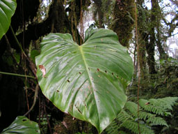 Riesiges Blatt