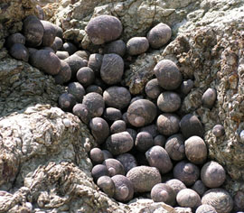 Schnecken am Strand