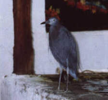 Blaureiher