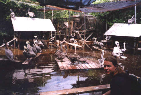 Florika Keys Wild Bird Center