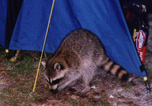 Waschbär an unserem Zelt
