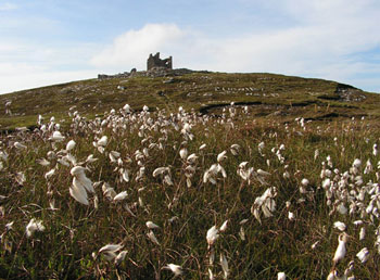 Am Horn Head