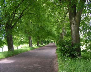 Allee in Masuren