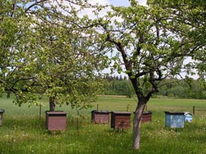 Bienenkörbe