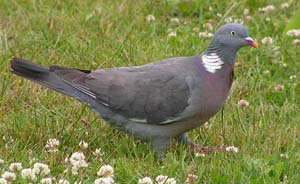 Ringeltaube
