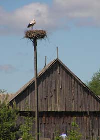 Charakteristisch: Weißstorch