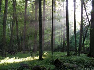Im Urwald
