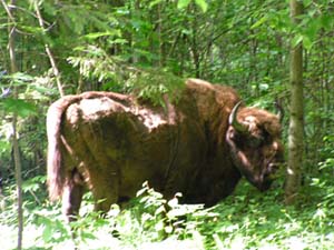 Wisentbulle