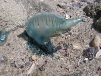 Portugiesische Galeere