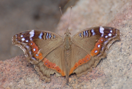 Schmetterling