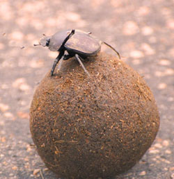 Pillendreher