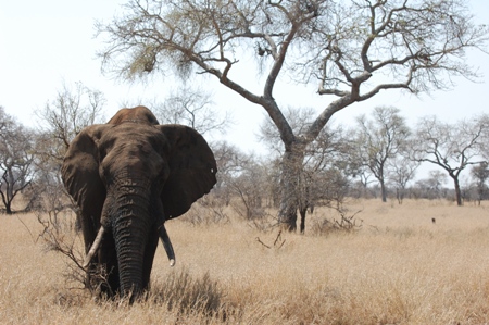 Elefant