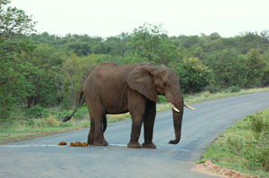 Elefant
