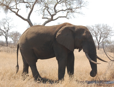 Elefant