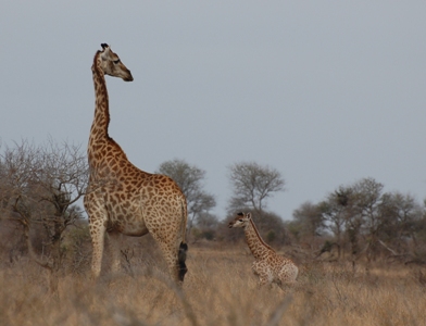 Giraffe