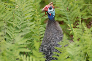 Helmperlhuhn