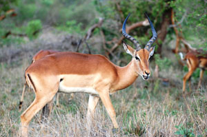 Impala