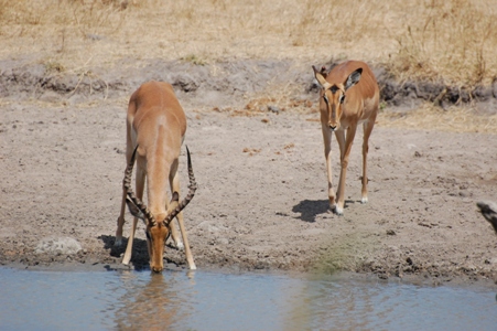 Impala