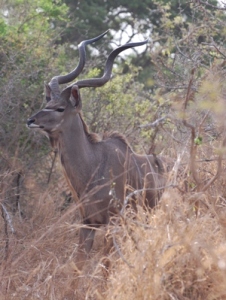 Kudu