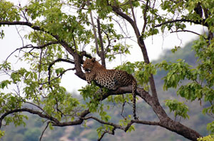 Leopard