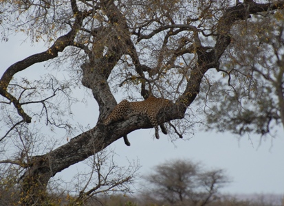 Leopard