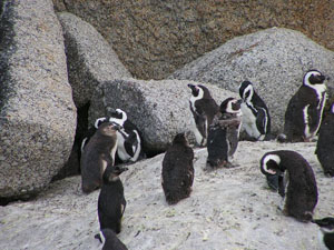 Brillenpinguine