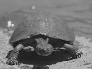 Wasserschildkröte