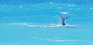 S&uuml;dkaper vor De Hoop