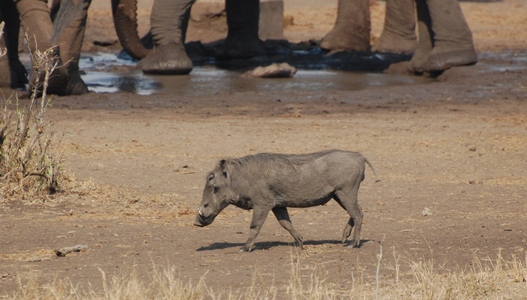 Warzenschwein