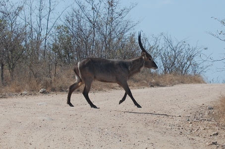 Wasserbock