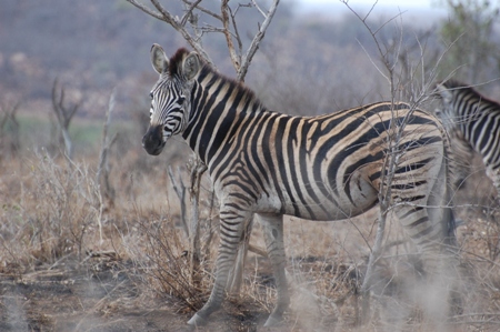 Zebra