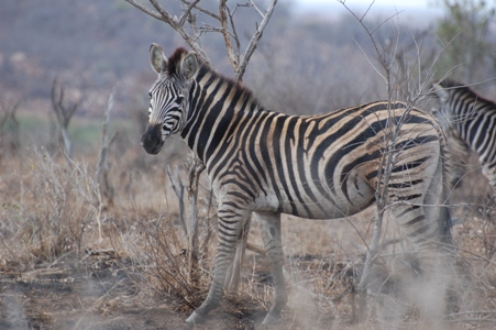 Steppenzebra