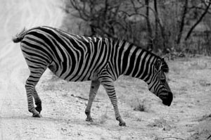 Zebra