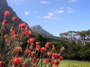 Kirstenbosch