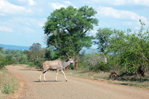 Kudu
