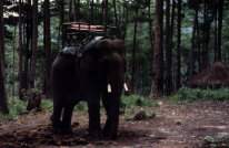 Reitelefant im Ressort