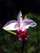 Orchidee