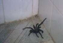 Spinne im Badezimmer